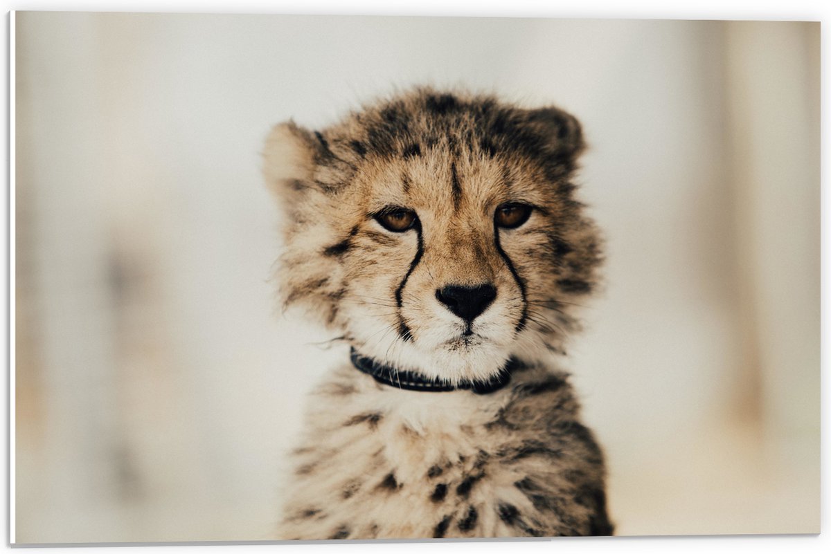 PVC Schuimplaat - Baby Jacht Luipaard - 60x40 cm Foto op PVC Schuimplaat (Met Ophangsysteem)