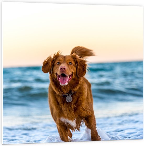 WallClassics - PVC Schuimplaat - Vrolijke Hond op het Strand - 100x100 cm Foto op PVC Schuimplaat (Met Ophangsysteem)