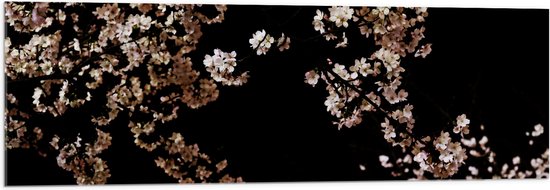 WallClassics - Acrylglas - Wit met Roze Bloementjes met Zwarte Achtergrond - 120x40 cm Foto op Acrylglas (Met Ophangsysteem)