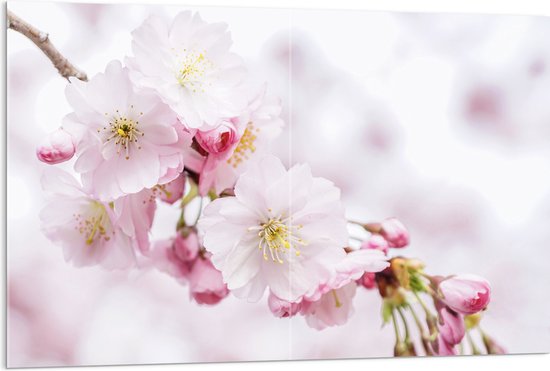 WallClassics - Acrylglas - Roze Cherry Bloemen - 120x80 cm Foto op Acrylglas (Met Ophangsysteem)