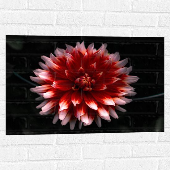 WallClassics - Muursticker - Roze met Rode Bloem - 75x50 cm Foto op Muursticker