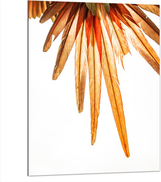 WallClassics - Dibond - Oranje Veren van Vogel - 75x100 cm Foto op Aluminium (Met Ophangsysteem)