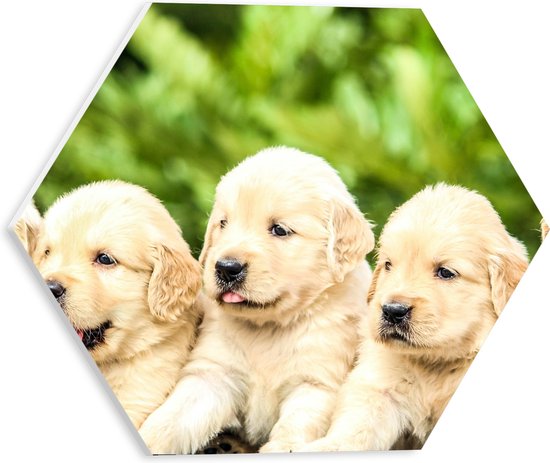 WallClassics - PVC Schuimplaat Hexagon  - Vijf Puppies op een Rij - 30x26.1 cm Foto op Hexagon (Met Ophangsysteem)