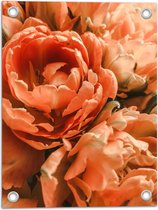 WallClassics - Poster de Jardin - Gros Plan de Pivoines Oranje - 30x40 cm Photo sur Poster de Jardin (décoration murale pour l'extérieur et l'intérieur)