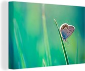Canvas Schilderij Close-up vlinder in de zon - 30x20 cm - Wanddecoratie