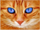 WallClassics - Poster (Matte) - Chat Oranje aux Yeux Bleus - 40x30 cm Photo sur Papier Poster avec un aspect Mat