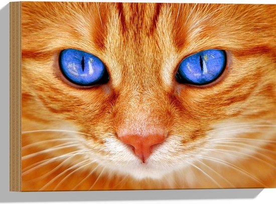 WallClassics - Hout - Oranje Kat met Blauwe Ogen - 40x30 cm - 12 mm dik - Foto op Hout (Met Ophangsysteem)