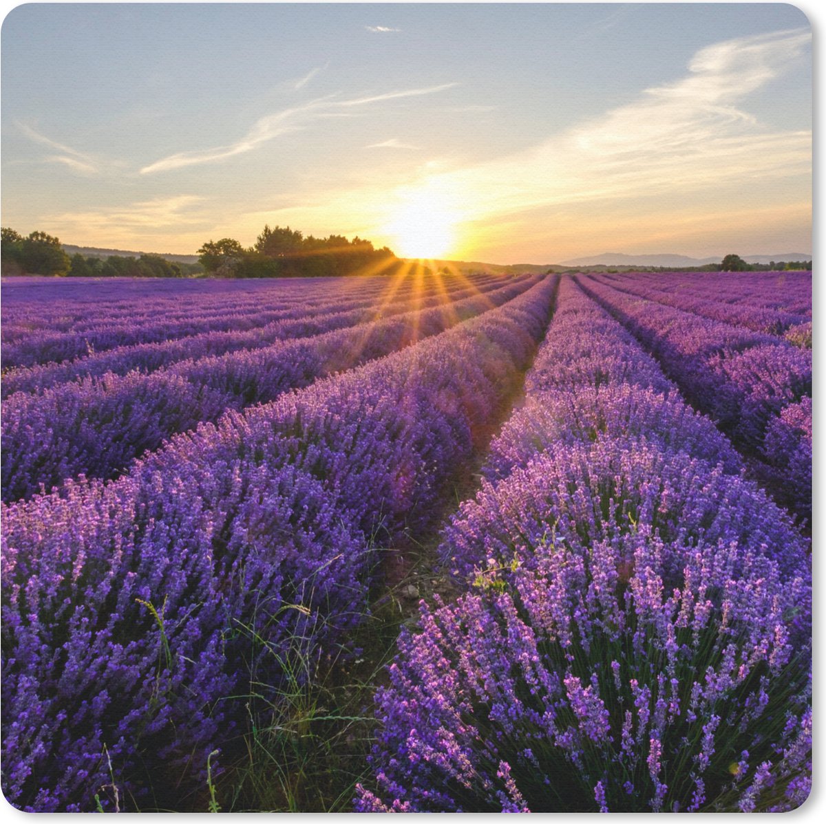 Muismat 20x20 cm - Mousepad Lavendel - Bloemen - Zonsondergang - Paars - Muismatten