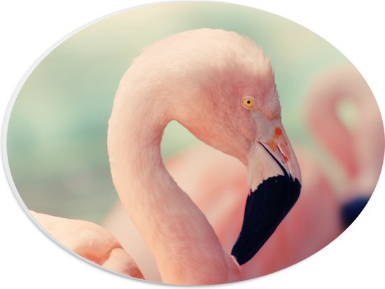 WallClassics - PVC Schuimplaat Ovaal - Hoofd van een Roze Flamingo - 28x21 cm Foto op Ovaal  (Met Ophangsysteem)