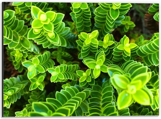 WallClassics - Dibond - Leuke Groene Plantjes van Boven - 40x30 cm Foto op Aluminium (Met Ophangsysteem)