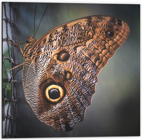 WallClassics - Dibond - Bruine Vlinder op het Hek - 50x50 cm Foto op Aluminium (Wanddecoratie van metaal)
