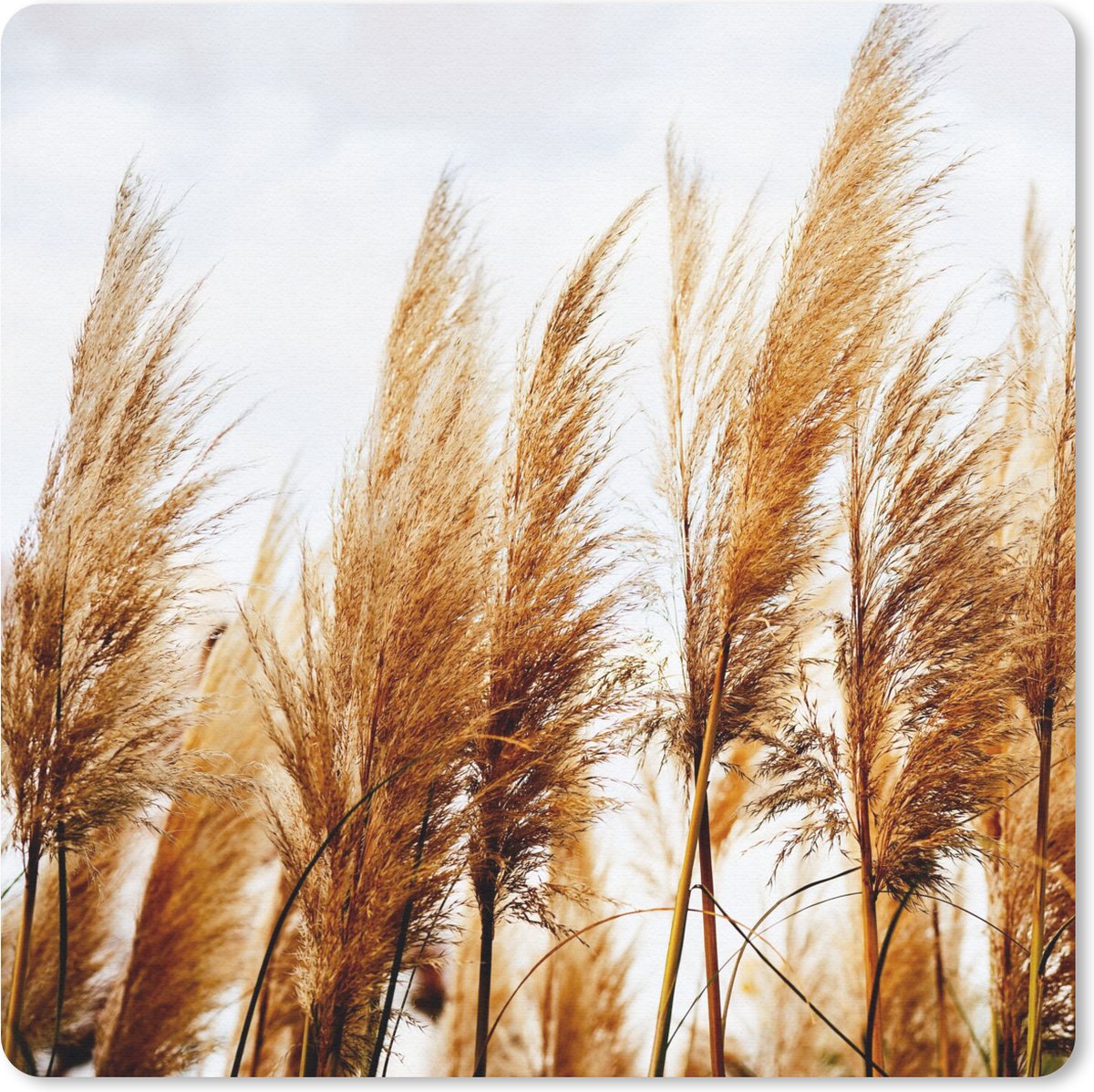 Muismat 30x30 cm - Mousepad Pampasgras - Zon - Gras - Muismatten