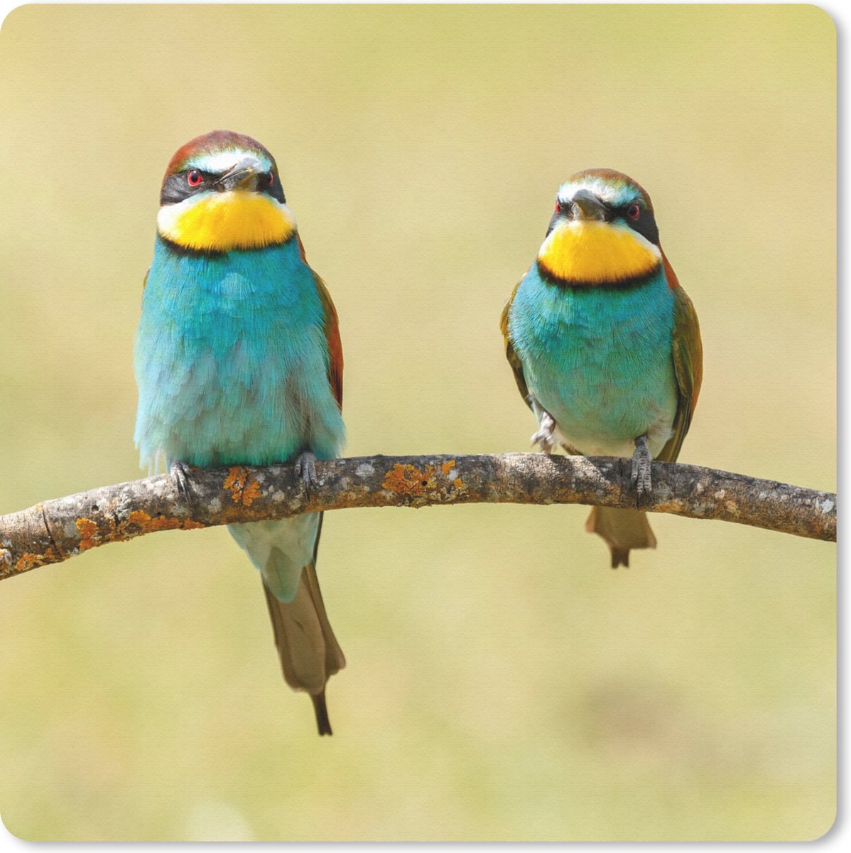Muismat 20x20 cm - Mousepad Vogels - Dieren - Bijeneter - Muismatten