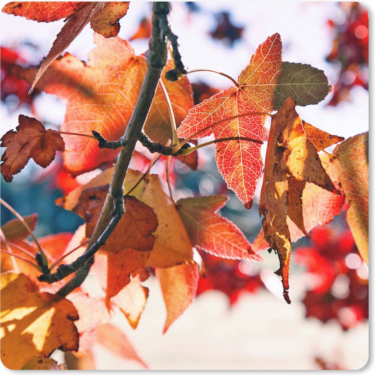 Muismat 20x20 cm - Mousepad Esdoorn - Bladeren - Landelijk - Herfst - Muismatten