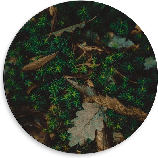 WallClassics - Dibond Muurcirkel - Herfstbladeren in Groen Mos - 50x50 cm Foto op Aluminium Muurcirkel (met ophangsysteem)