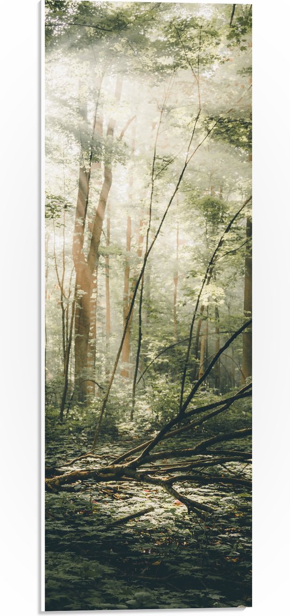 WallClassics - PVC Schuimplaat - Hemelachtig Bos - 20x60 cm Foto op PVC Schuimplaat (Met Ophangsysteem)