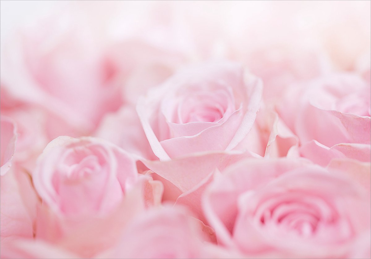 Fotobehangkoning - Behang - Vliesbehang - Fotobehang - Ocean of Roses - Roos - Magische Rozen - 300 x 210 cm