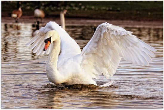 WallClassics - Poster (Mat) - Cygne Witte dans l' Water - Photo 60x40 cm sur papier poster aspect mat