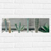 WallClassics - Muursticker - Cactus Plantenbak - 60x20 cm Foto op Muursticker