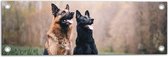 WallClassics - Tuinposter – Twee Herders Honden in het Gras - 60x20 cm Foto op Tuinposter  (wanddecoratie voor buiten en binnen)