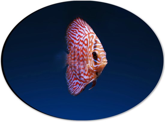 WallClassics - Dibond Ovaal - Wit Oranje Discus Vis - 28x21 cm Foto op Ovaal (Met Ophangsysteem)