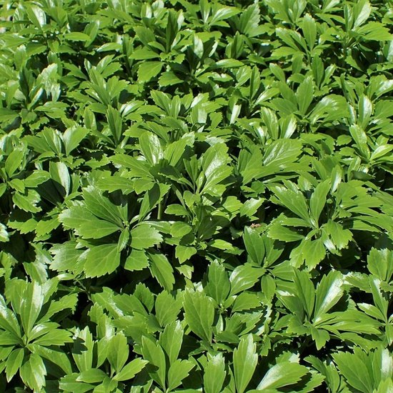 50 x Pachysandra terminalis 'Green Carpet' - Schaduwkruid in 9x9cm pot met hoogte 5-10cm