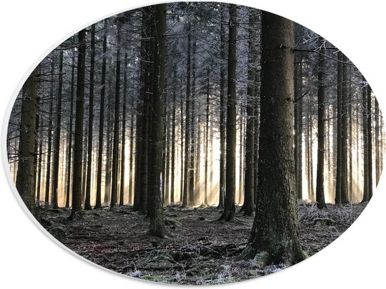 WallClassics - PVC Schuimplaat Ovaal - Bevroren Bomen in de Ochtend - 28x21 cm Foto op Ovaal  (Met Ophangsysteem)
