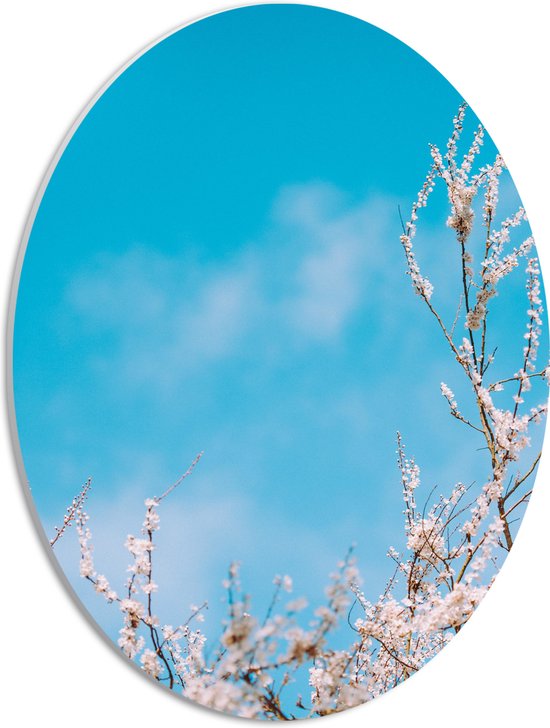 WallClassics - PVC Schuimplaat Ovaal - Bloesemtakken onder Felblauwe Lucht in de Lente - 30x40 cm Foto op Ovaal  (Met Ophangsysteem)