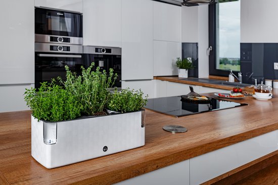 Witte kruidenpot met schaakbordpatroon, met tijm, op een houten aanrecht.