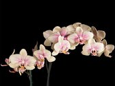 Fotobehangkoning - Behang - Vliesbehang - Fotobehang - Bloeiende orchidee - 200 x 154 cm