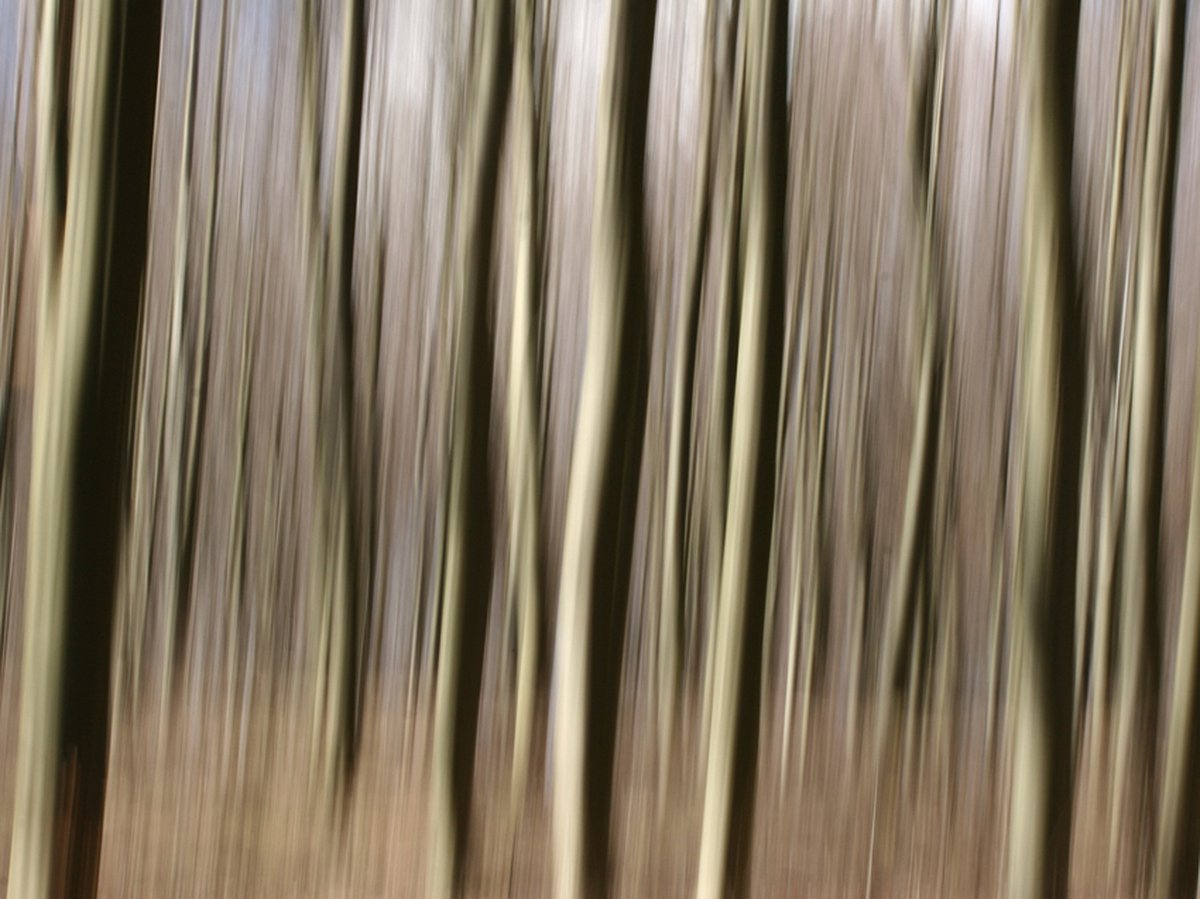 Fotobehang - Bos.