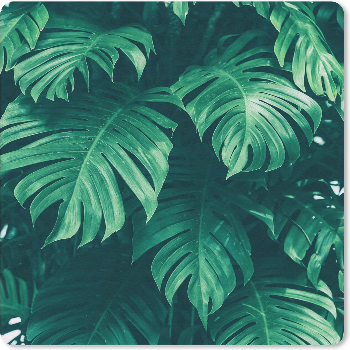 Muismat 20x20 cm - Mousepad Monstera - Bladeren - Planten - Jungle - Natuur - Muismatten