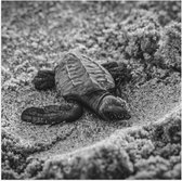 WallClassics - Poster Glanzend – Baby Schildpad op het Strand Zwart - Wit - 50x50 cm Foto op Posterpapier met Glanzende Afwerking