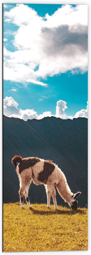 WallClassics - Dibond - Alpaca in de Bergen - 40x120 cm Foto op Aluminium (Met Ophangsysteem)