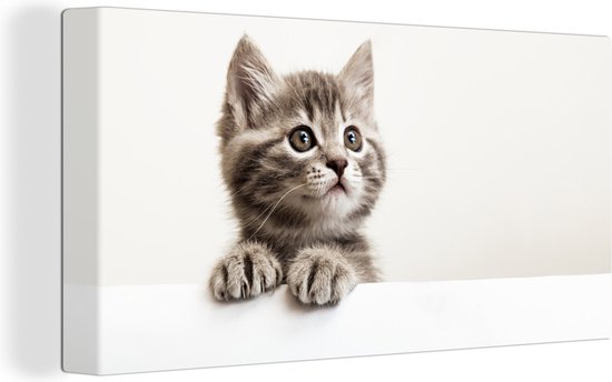 Canvas - Canvas doek - Kat - Grijs - Poes - Kitten - Katten op canvas - Dieren - Dier - Wanddecoratie - 80x40 cm