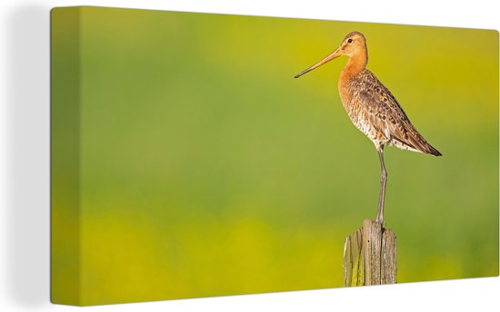 Toile - Tableau - Vogel - Animaux - Barge à queue noire - Perche - Vert - Peintures sur toile - Photo sur toile - 80x40 cm - Décoration murale - Salon