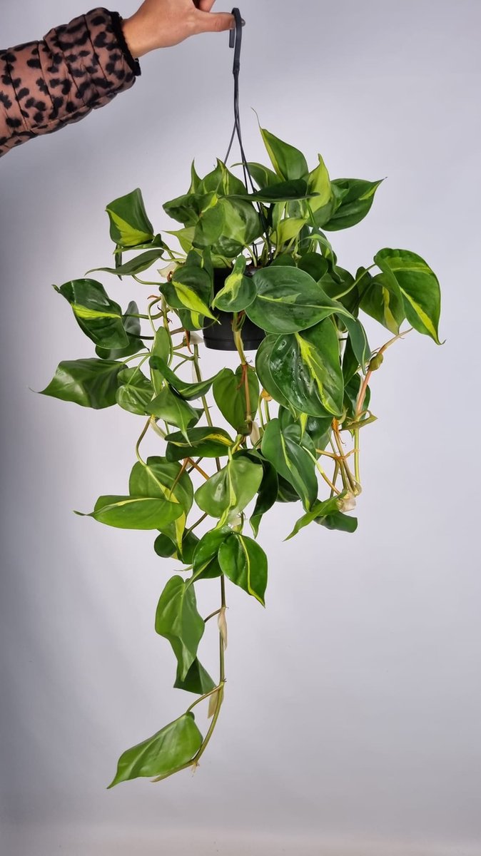 Philodendron scandens.