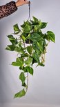 Philodendron scandens brasil - hangplant voor binnen - potmaat 15 cm - ranklengte 20 centimenter - Plants By Suus