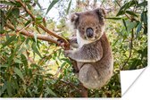 Poster Koala - Boom - Bladeren - Kinderen - Jongens - Meiden - 90x60 cm