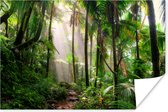 Affiche Jungle - Palmier - Chemin - 180x120 cm XXL