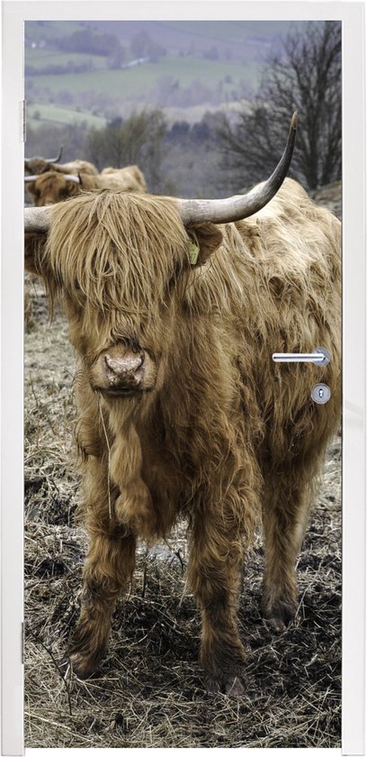 Sticker pour porte Highlanders écossais - Berg - Vaches - 85x205 cm - Affiche de porte