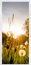 Deursticker Paardenbloemen - Gras - Zonsondergang - 90x205 cm - Deurposter