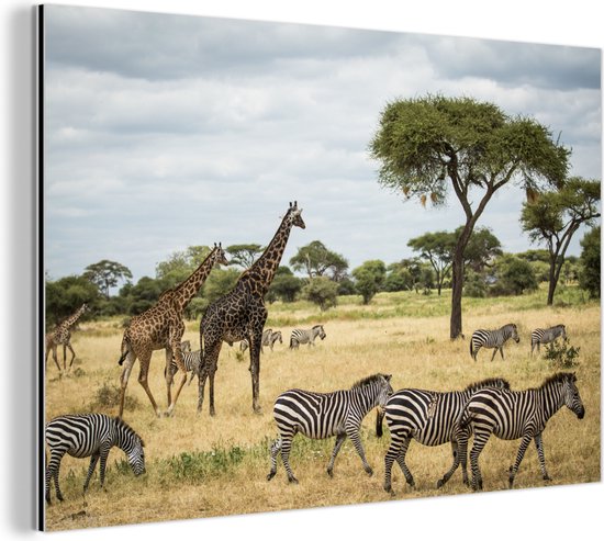 Wanddecoratie Metaal - Aluminium Schilderij Industrieel - Giraffen en Zebras samen op de savannes van het Nationaal park Serengeti - 30x20 cm - Dibond - Foto op aluminium - Industriële muurdecoratie - Voor de woonkamer/slaapkamer