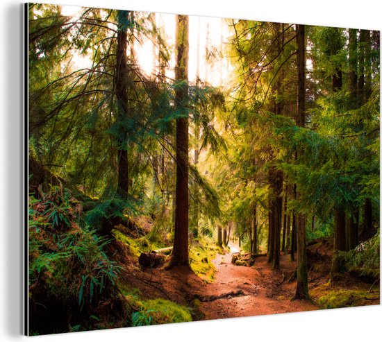 Wanddecoratie Metaal - Aluminium Schilderij Industrieel - Bos - Pad - Bomen - Groen - Zon - Natuur - 150x100 cm - Dibond - Foto op aluminium - Industriële muurdecoratie - Voor de woonkamer/slaapkamer