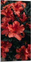 WallClassics - Acrylglas - Rode Bloem met Groen Blad - 50x100 cm Foto op Acrylglas (Met Ophangsysteem)
