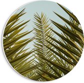 WallClassics - PVC Schuimplaat Muurcirkel - Palmboom Planten met Blauwe Lucht - 20x20 cm Foto op Muurcirkel (met ophangsysteem)