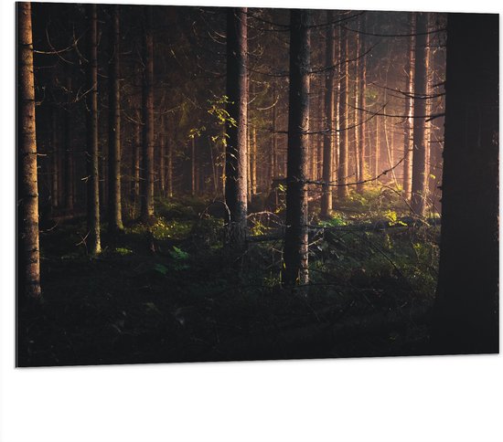 WallClassics - Dibond - Bos in de Schemer van Zonsondergang - 100x75 cm Foto op Aluminium (Wanddecoratie van metaal)