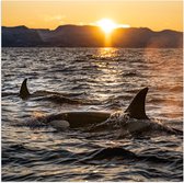 WallClassics – Poster (mat) – Orques dans la mer – Photo 80 x 80 cm sur papier poster avec aspect mat