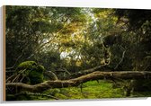WallClassics - Bois - Troncs, branches et feuilles en forêt - 105 x 70 cm - Épaisseur 12 mm - Photo sur bois (avec système de suspension)