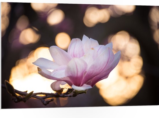 WallClassics - PVC Schuimplaat- Zijaanzicht van Roze Bloem met Lampjes - 105x70 cm Foto op PVC Schuimplaat